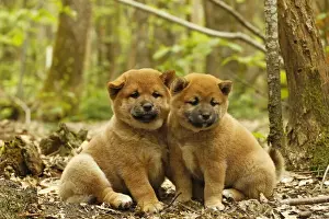 Cute Prints: Picture No. 10922339