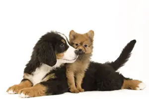 Cute Prints: Picture No. 10922380