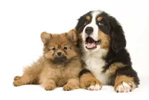 Cute Prints: Picture No. 10922385