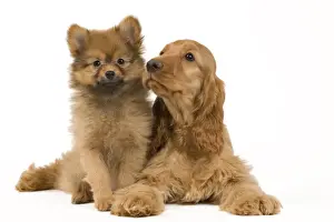 Dog Prints: Picture No. 10922393