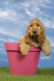 Flowerpot Prints: Picture No. 10922399