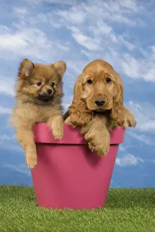 Flowerpot Prints: Picture No. 10922400