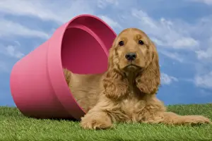 Dog Prints: Picture No. 10922401
