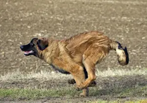 Leonberger Prints: Picture No. 10922406
