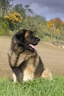 Leonberger Prints: Picture No. 10922409