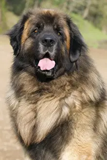 Leonberger Prints: Picture No. 10922410