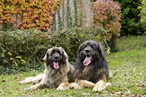 Leonberger Prints: Picture No. 10922411