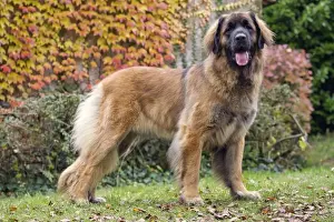 Leonberger Prints: Picture No. 10922413