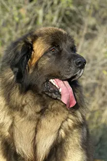 Leonberger Prints: Picture No. 10922423