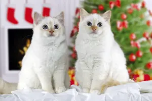 Cat Prints: Picture No. 10922435