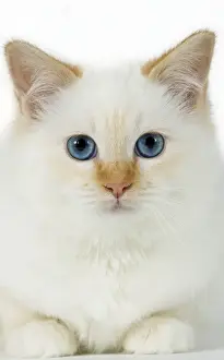 Cat Prints: Picture No. 10922436