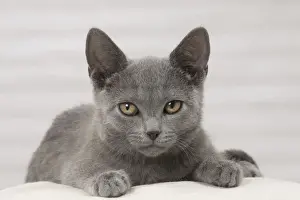 Cat Prints: Picture No. 10922473