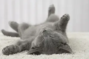 Cat Prints: Picture No. 10922475