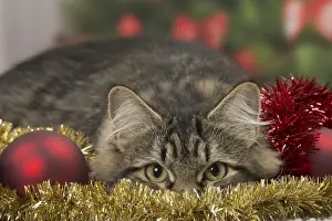 Tinsel Prints: Picture No. 10922494