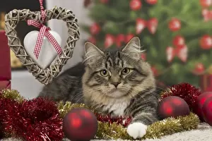 Tinsel Prints: Picture No. 10922496