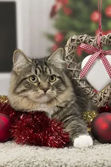 Tinsel Prints: Picture No. 10922497