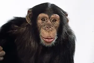 Chimps Prints: Picture No. 10922516