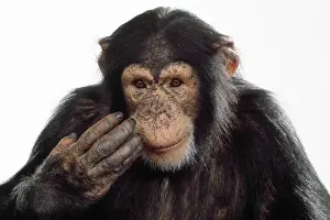 Chimps Prints: Picture No. 10922517