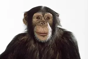 Chimps Prints: Picture No. 10922519