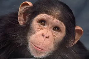Chimps Prints: Picture No. 10922520