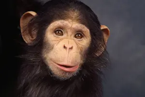 Chimps Prints: Picture No. 10922521
