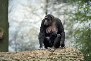 Troglodytes Prints: Picture No. 10922523