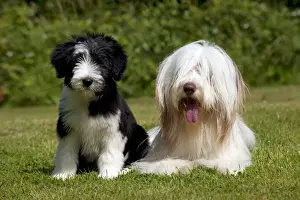 Dog Prints: Picture No. 10922546