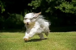 Dog Prints: Picture No. 10922556