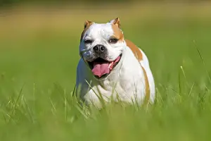 Dog Prints: Picture No. 10922566