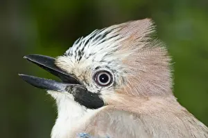Jays Prints: Picture No. 10922571