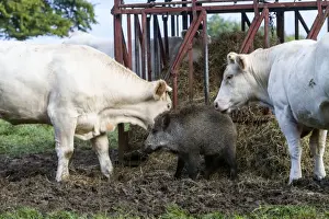 Charolais Prints: Picture No. 10922573