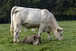 Charolais Prints: Picture No. 10922581