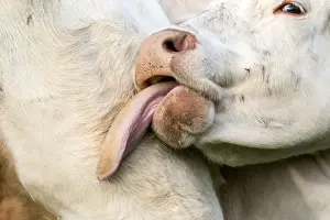 Charolais Prints: Picture No. 10922590