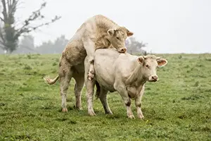 Cows Prints: Picture No. 10922593
