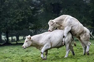Cattle Prints: Picture No. 10922595