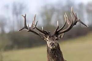 Elaphus Prints: Picture No. 10922596