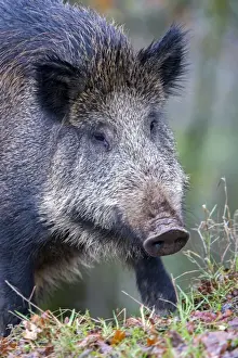 Boars Prints: Picture No. 10922620