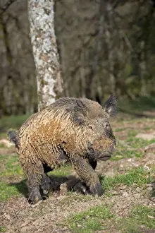 Boars Prints: Picture No. 10922635