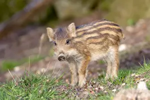 Boars Prints: Picture No. 10922643