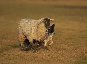 Herding Prints: Picture No. 10946809