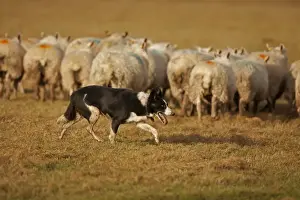 Herding Prints: Picture No. 10946811