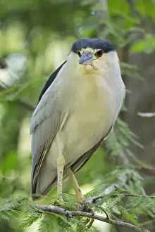 Black Crowned Prints: Picture No. 10946822