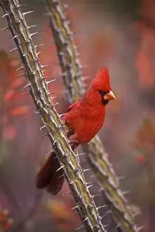 Cardinal Prints: Picture No. 10946824