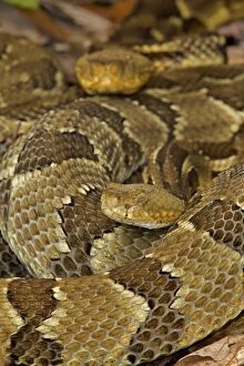 Rattlesnakes Collection: Picture No. 10946829