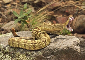 Rattlesnakes Collection: Picture No. 10946833