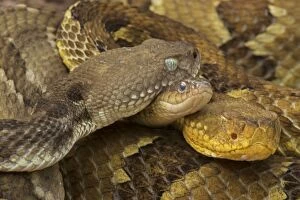 Rattlesnakes Collection: Picture No. 10946837