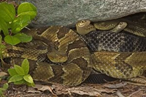 Rattlesnakes Collection: Picture No. 10946840