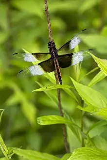Dragonflies Prints: Picture No. 10946860