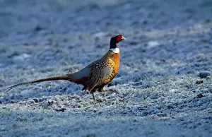Pheasants Prints: Picture No. 10946865