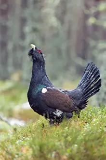 Capercaillies Prints: Picture No. 10946892